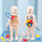 14 Pcs Children DIY Human Organ Model Educational Toy