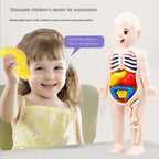 14 Pcs Children DIY Human Organ Model Educational Toy
