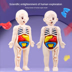 14 Pcs Children DIY Human Organ Model Educational Toy